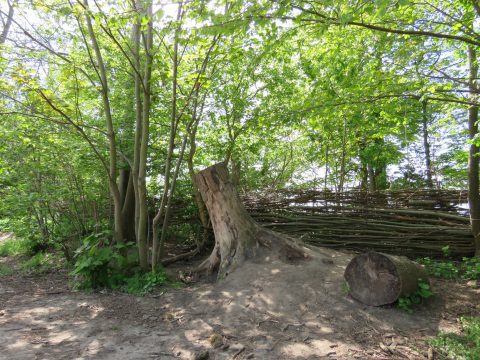 Schooldirecteur Grietje Captein over het belang van risicovol spelen en hun avontuurlijke groene schoolplein