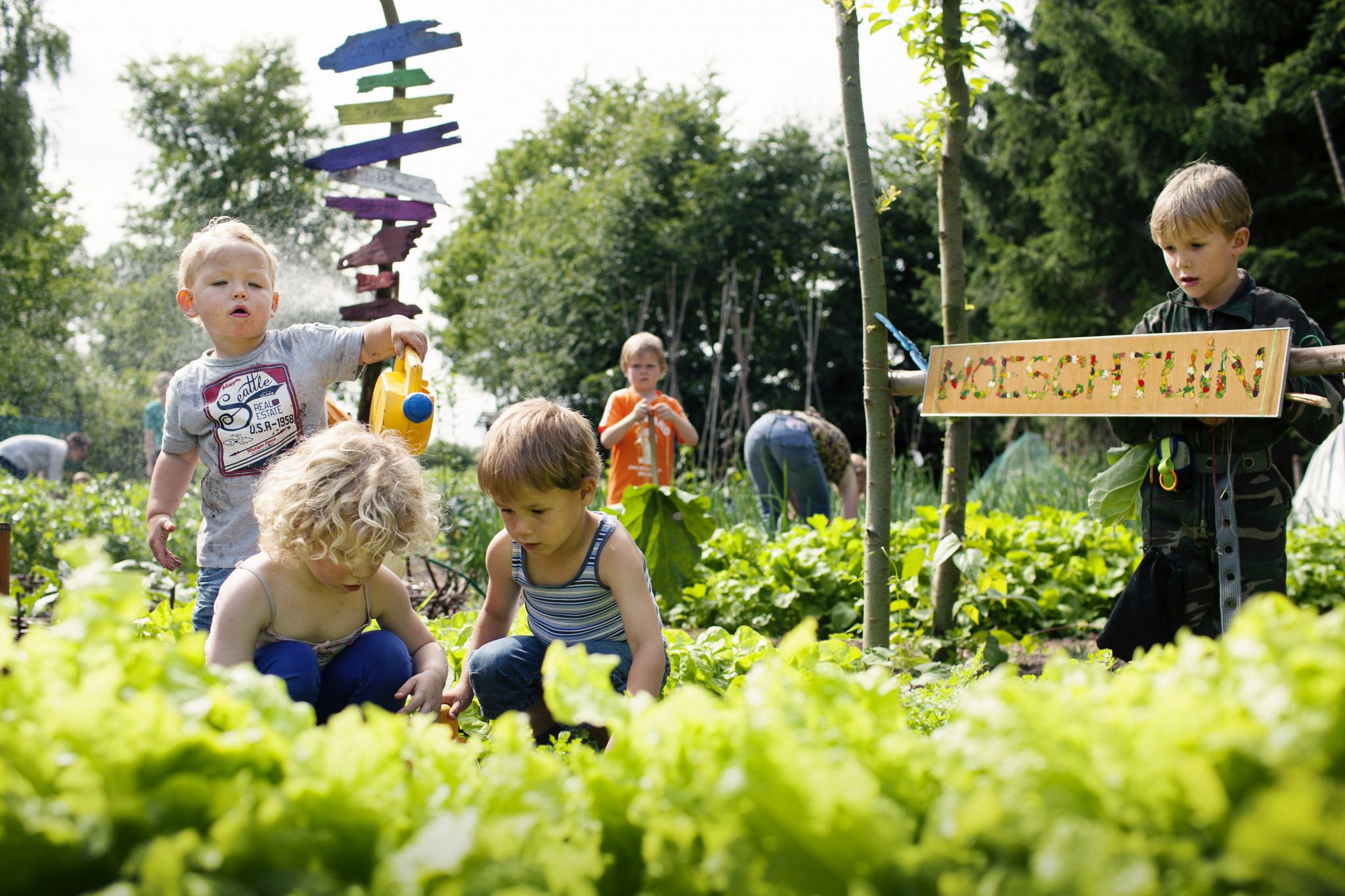 Van courgettezaadje tot courgettesoep