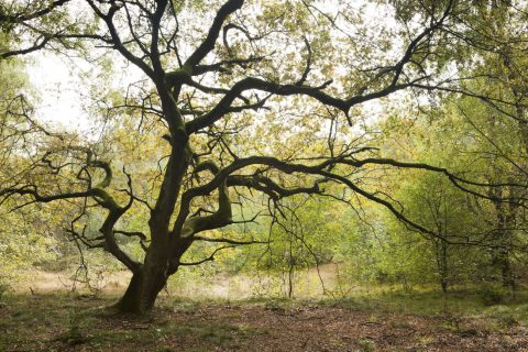 De bewustwording rondom (de waarde van) bomen vergroten