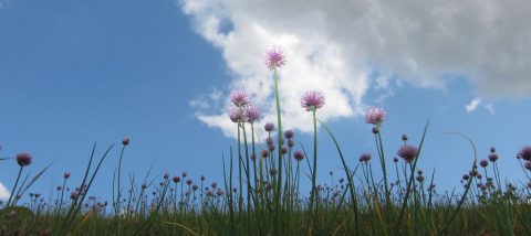 Eerste Klimaatmarkt in Lelystad op 29 oktober