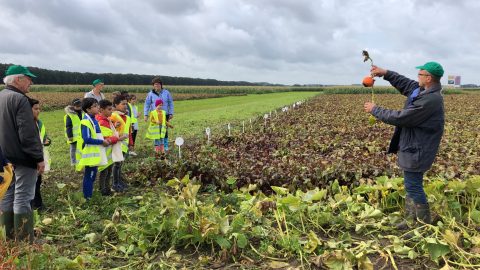 Lelystadse kinderen gaan oogsten bij De Lelystadse Boer