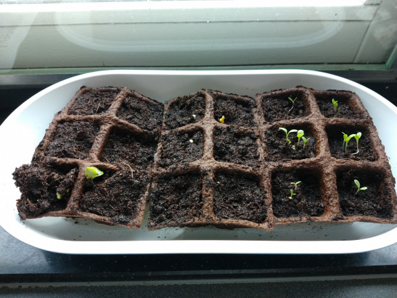 Moestuinieren van Zaadje tot Soep