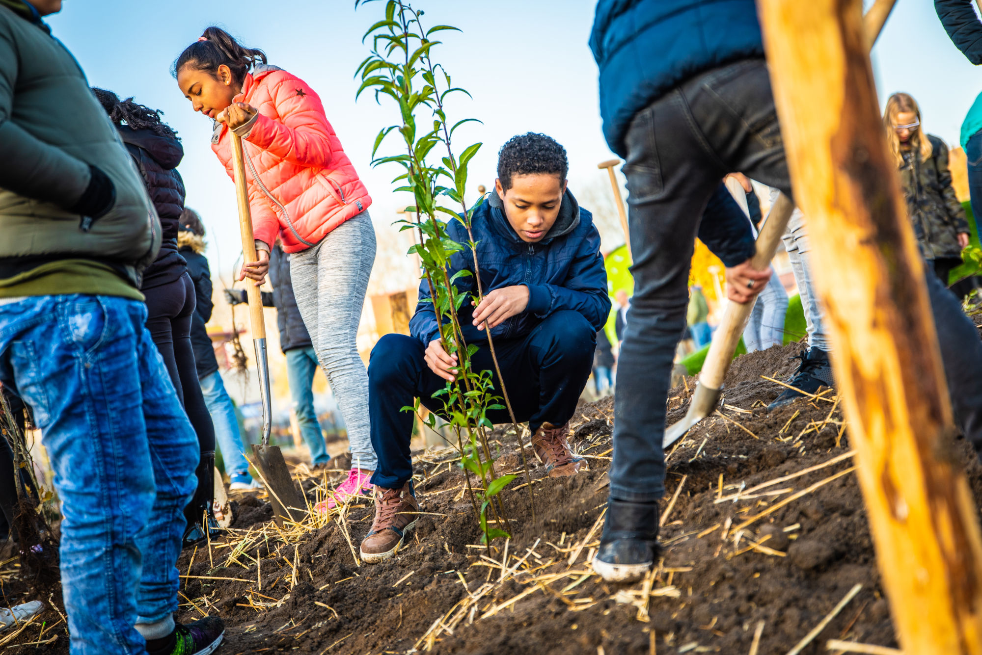 Het eerste Tiny Forest van Lelystad