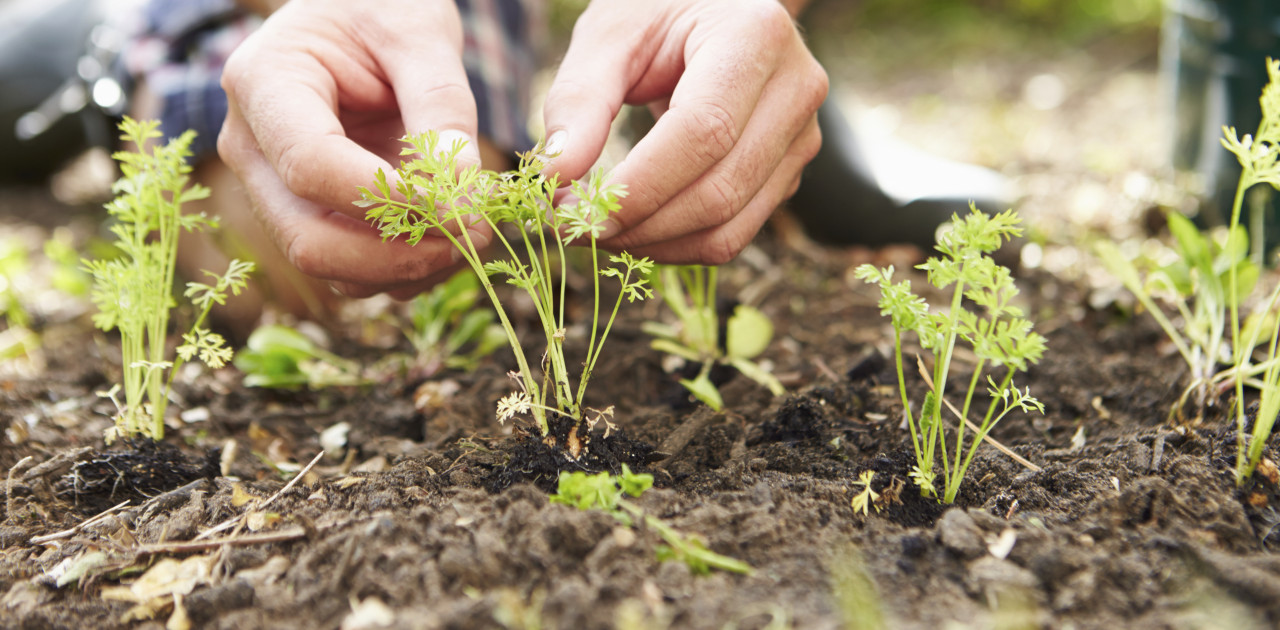 Moestuinexpert Eloy deelt tips voor jouw tuin