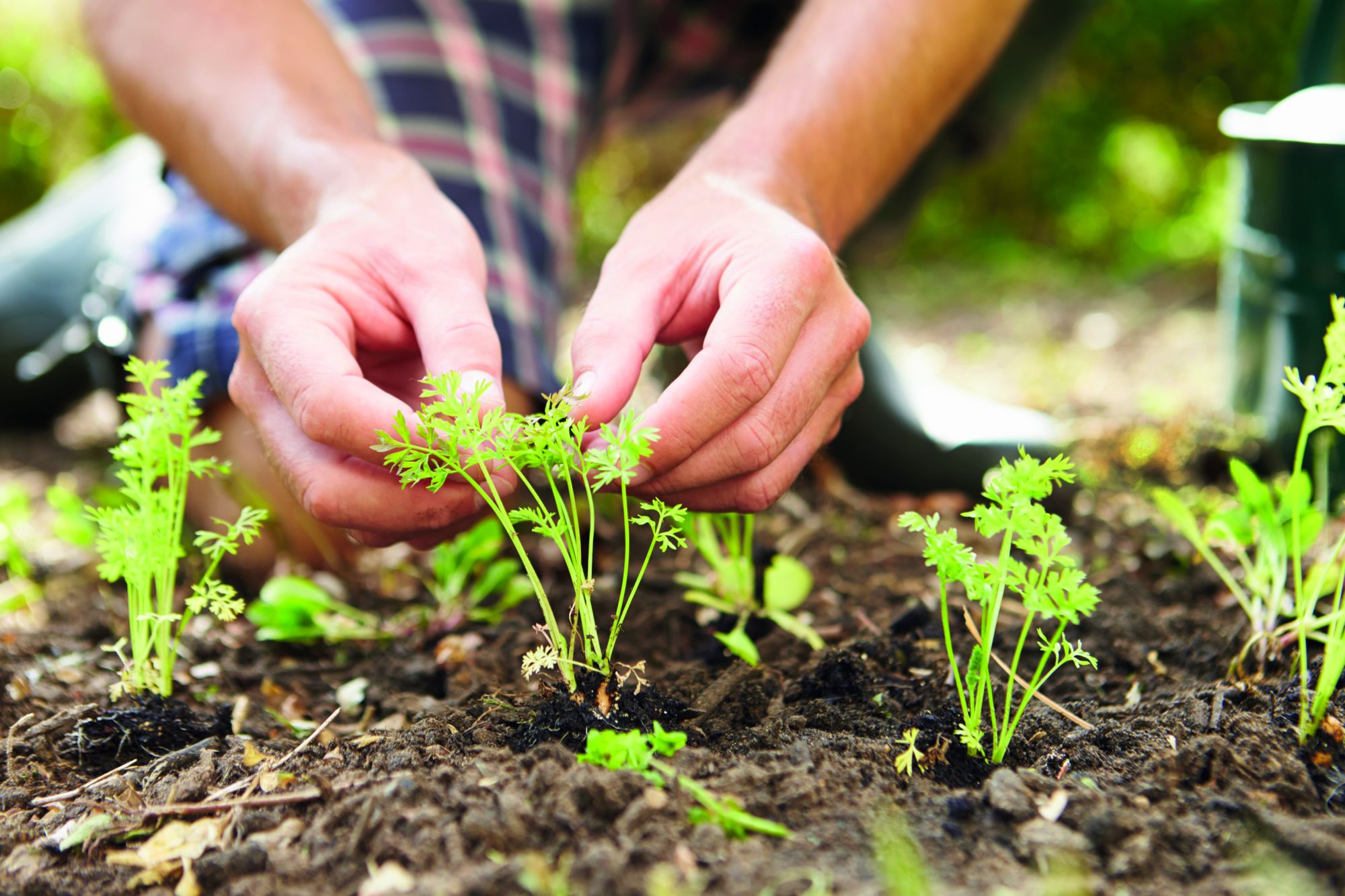 Hoe maak je je tuin groener en eetbaar?