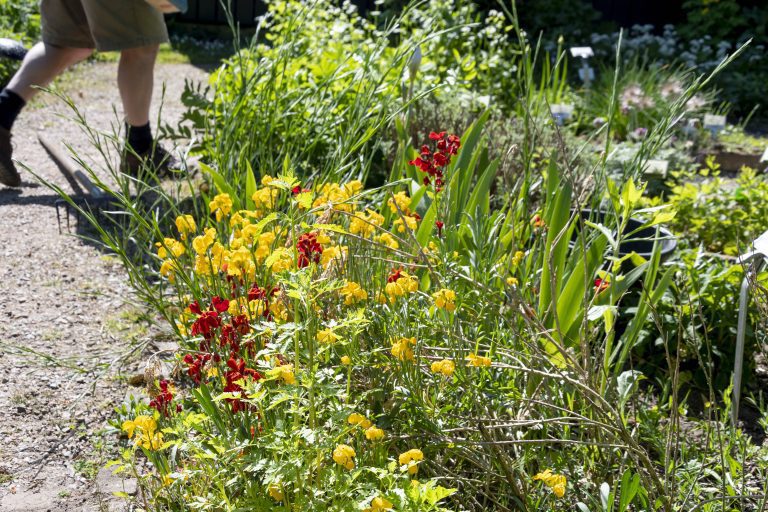 Een tuinpad omzoomd met gele en rode bloemen; iemand loopt langs in korte broek.