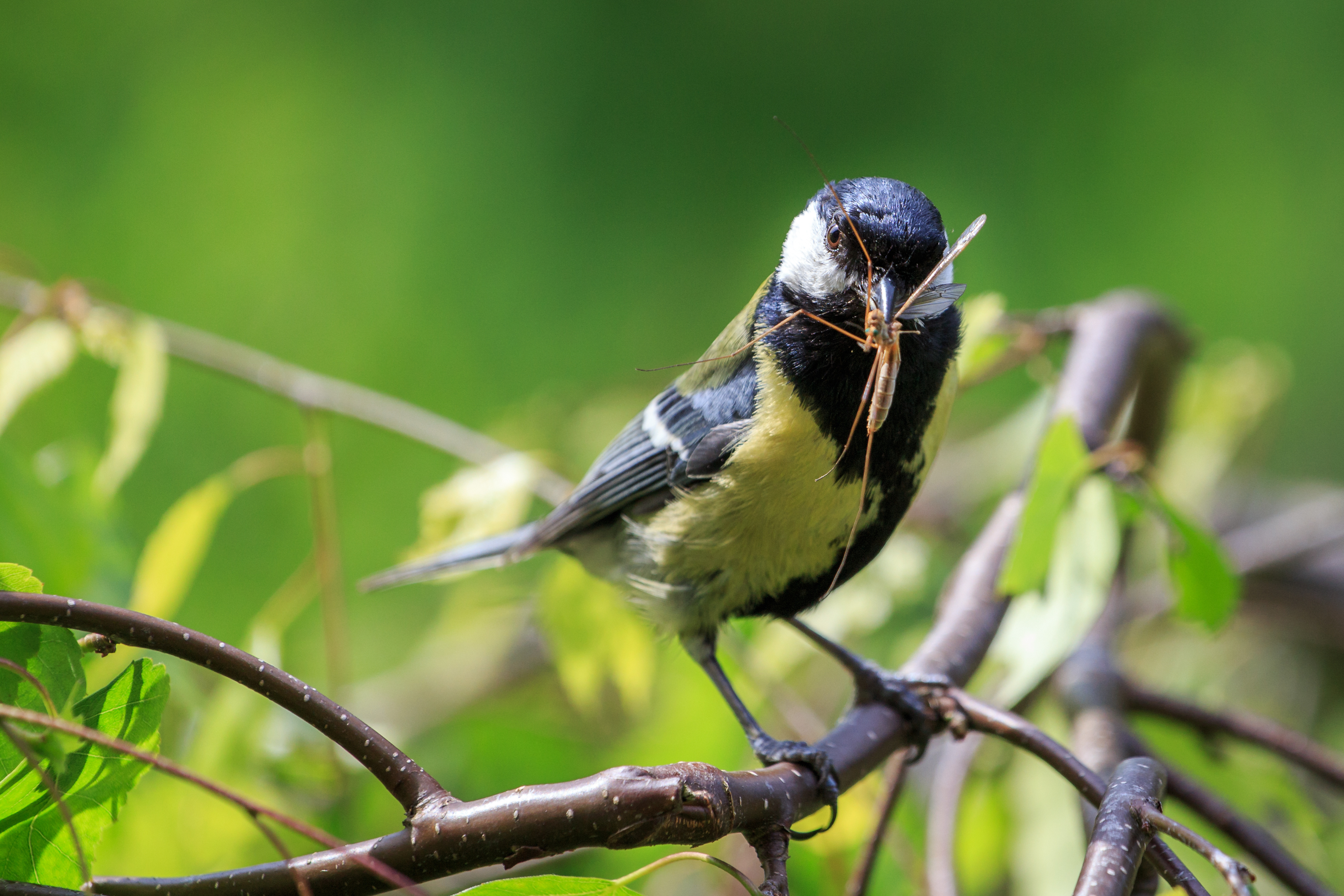 Vogeltje op tak met insect in snavel, groene achtergrond.