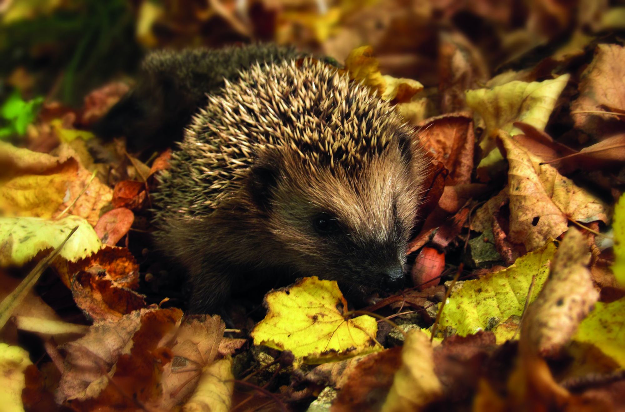 Egel tussen herfstbladeren, verstopt en rustend op de grond.