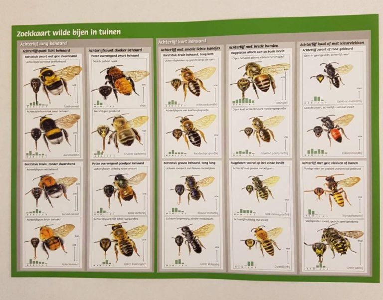 Zoekkaart met illustraties van wilde bijen in tuinen, gesorteerd op beharing en kleurkenmerken.