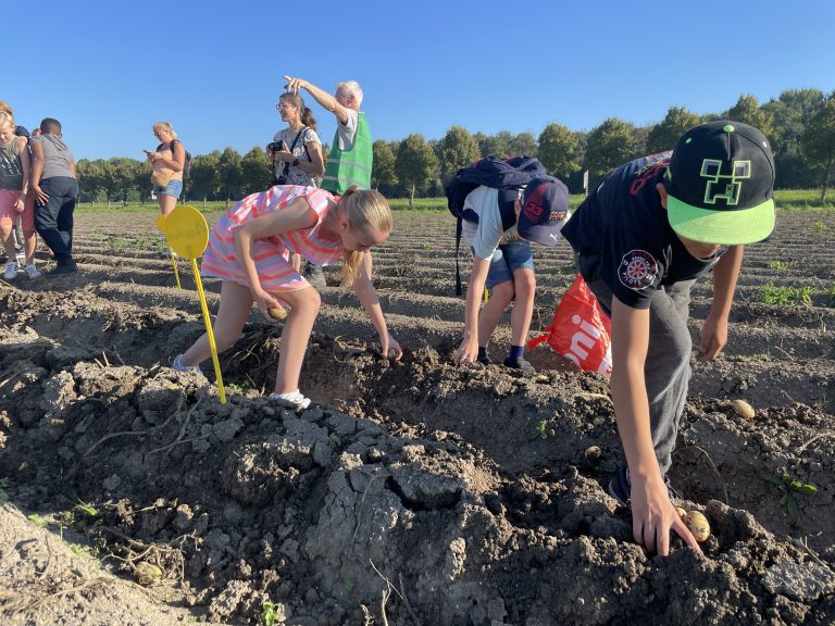 Kinderen oogsten aardappelen in een veld onder een heldere blauwe hemel.