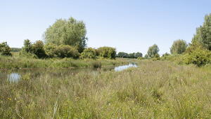 IVN Trektocht Flevoland strandgaperbeek