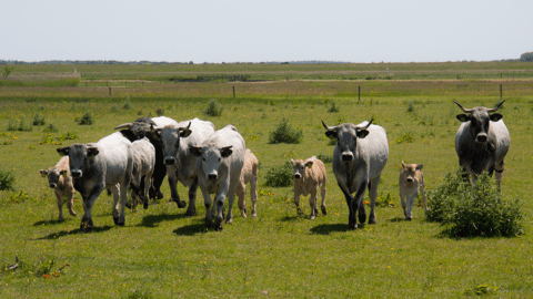 Kudde koeien en kalveren loopt over een grasveld op een zonnige dag.