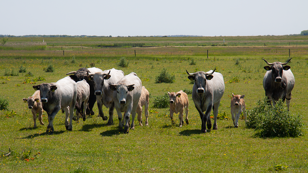 Kudde koeien en kalveren loopt over een grasveld op een zonnige dag.