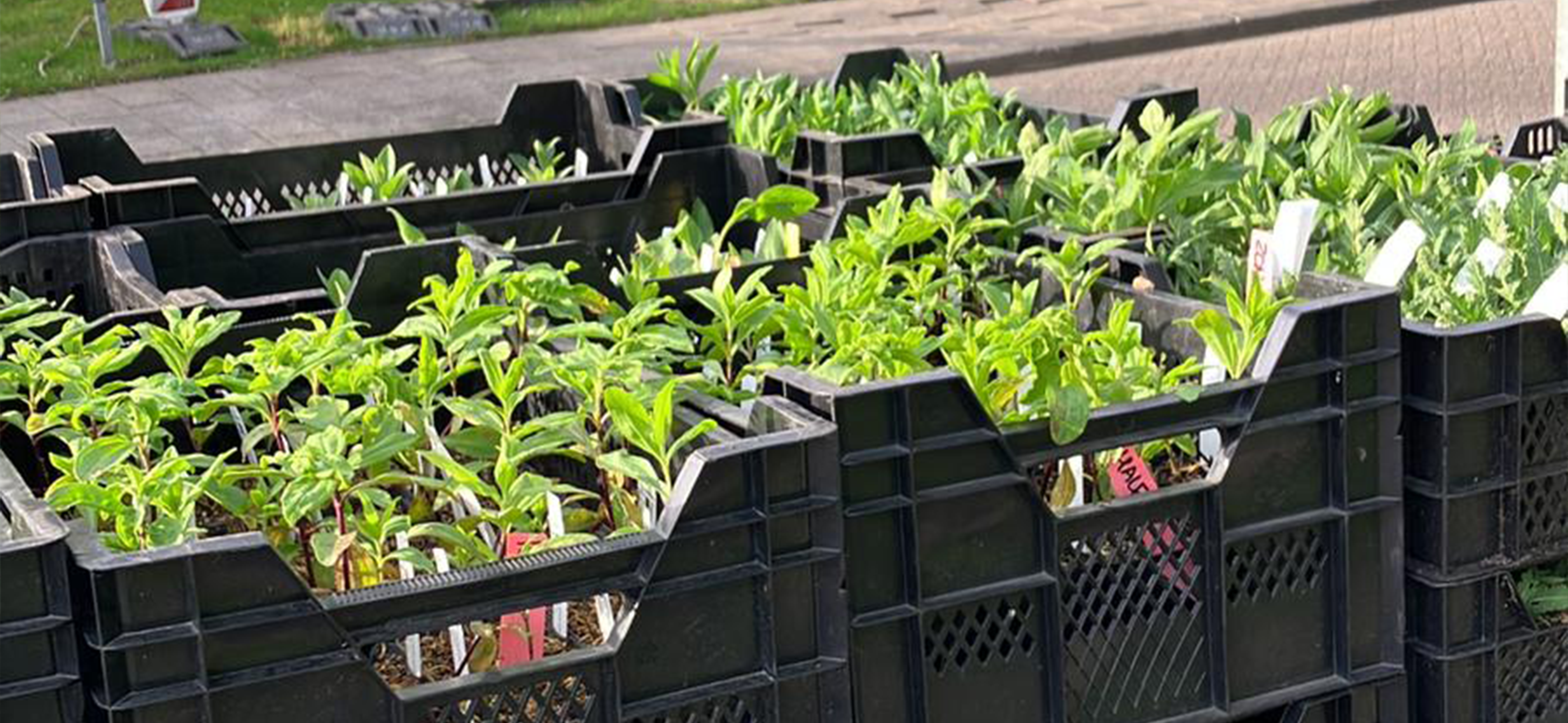 Kratten vol jonge groene planten staan buiten op straat naast een grasveld.