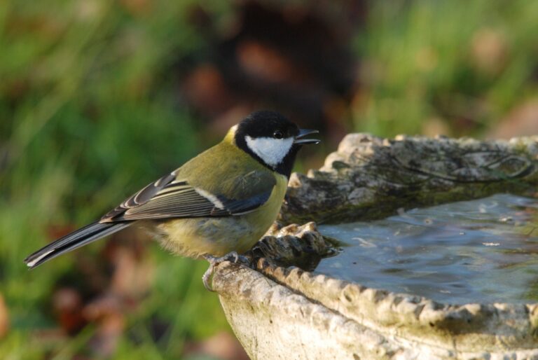Koolmees zit op een vogelbad en kijkt naar het water, met groene achtergrond.