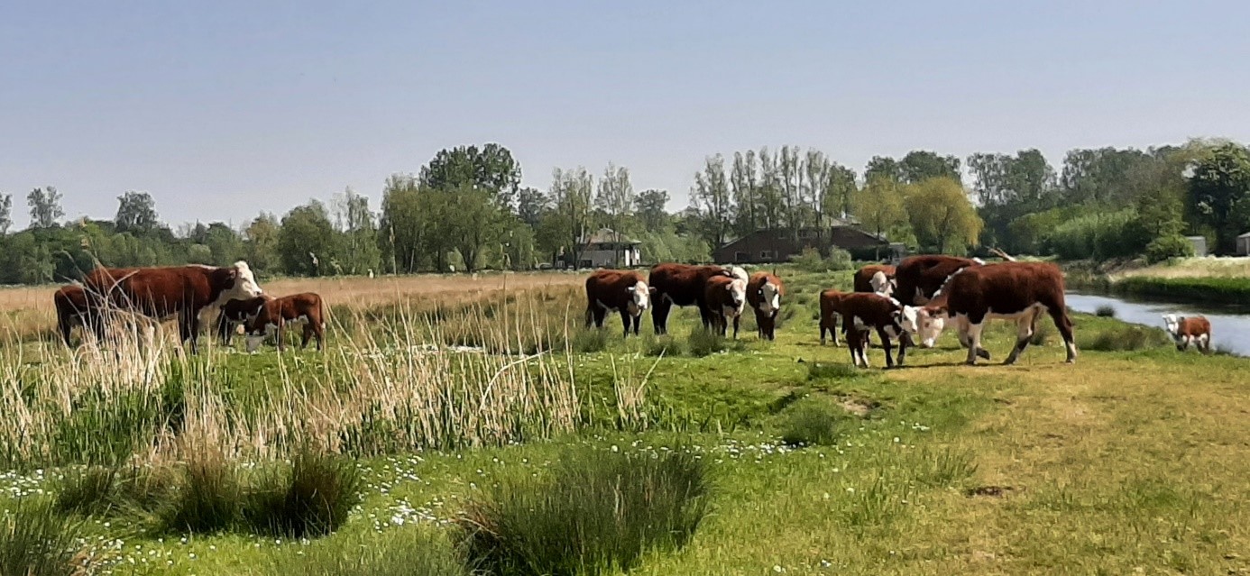 Bruine koeien grazen in een groen veld bij een rustige rivier, met bomen en gebouwen op de achtergrond.