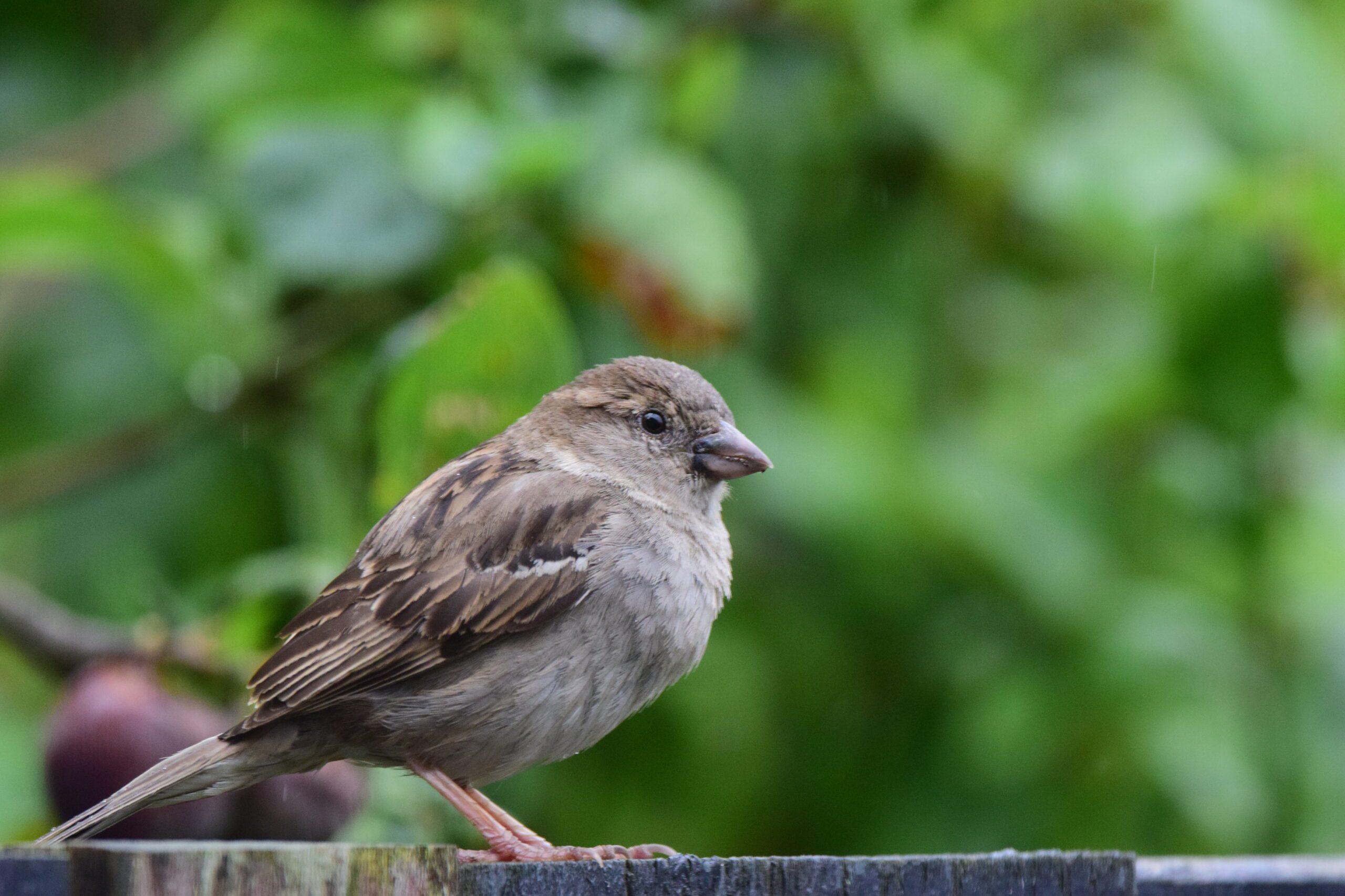 Mus op een hek met groene, wazige achtergrond.