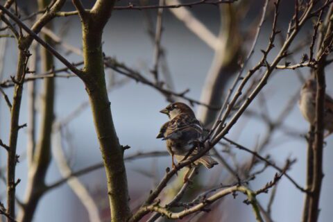 Mus op een kale tak, tegen een wazige achtergrond van meer takken en lichtblauwe lucht.