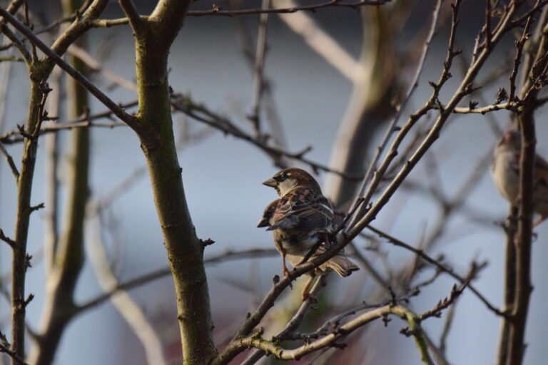 Mus op een kale tak, tegen een wazige achtergrond van meer takken en lichtblauwe lucht.