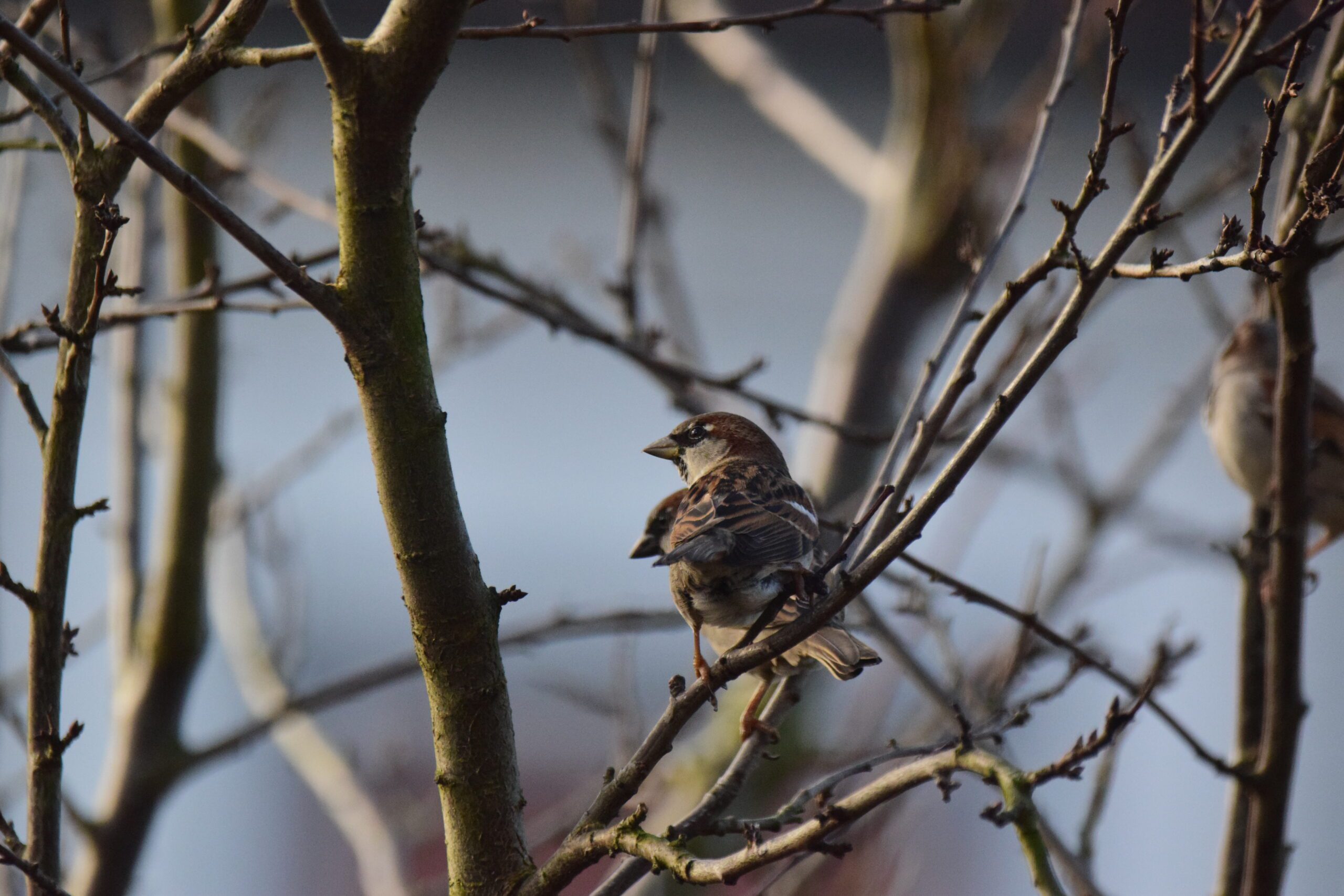 Mus op een kale tak, tegen een wazige achtergrond van meer takken en lichtblauwe lucht.