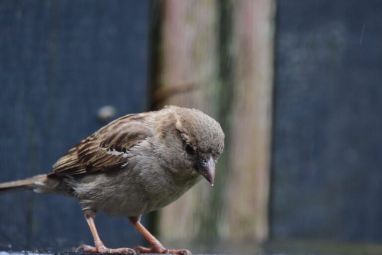 Mus op natte ondergrond, blauwe achtergrond, kijkend naar beneden.