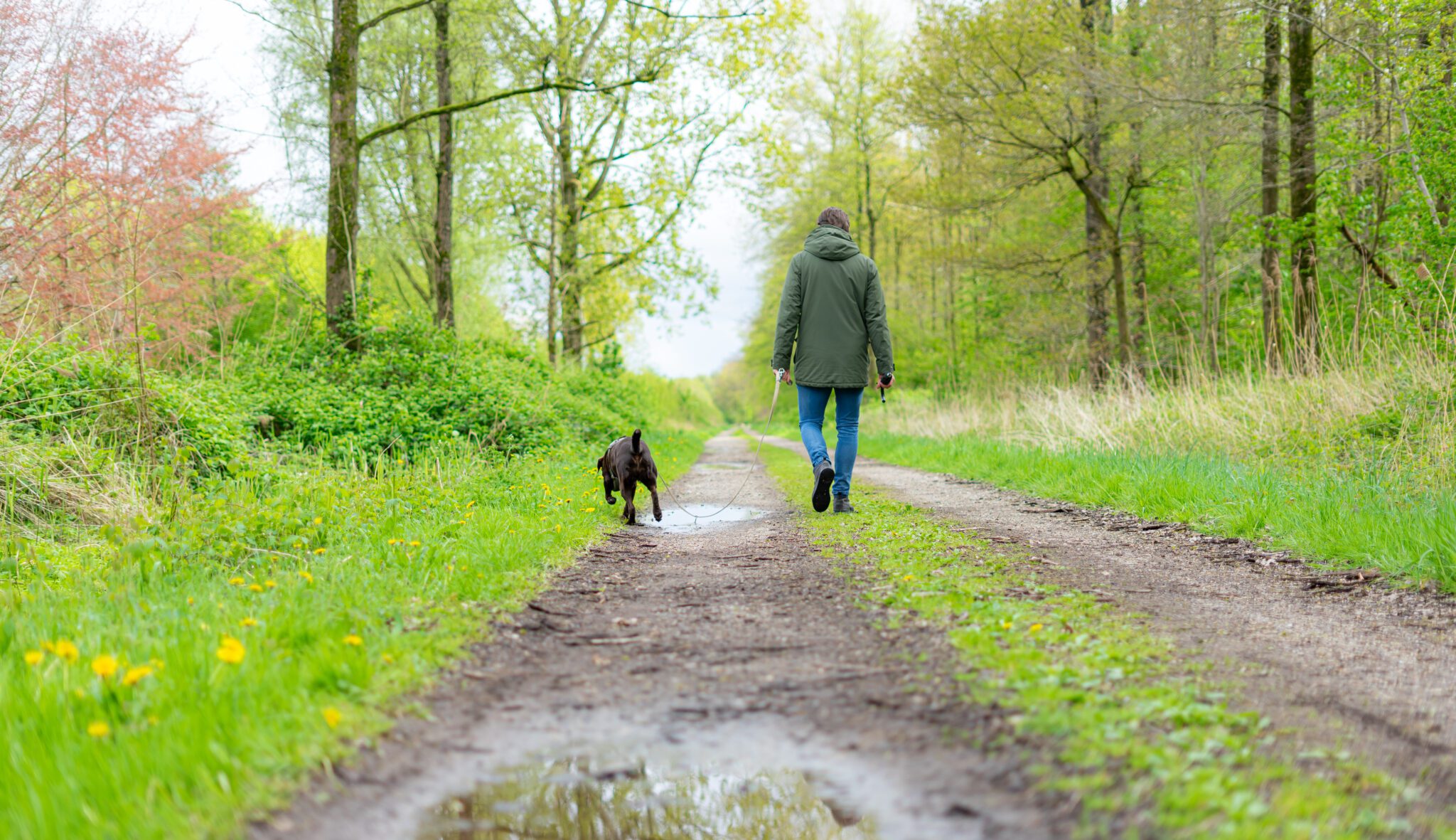 hond aan de lijn