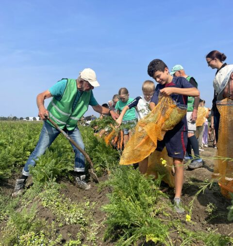 Mensen oogsten wortels op een veld onder een heldere blauwe lucht.
