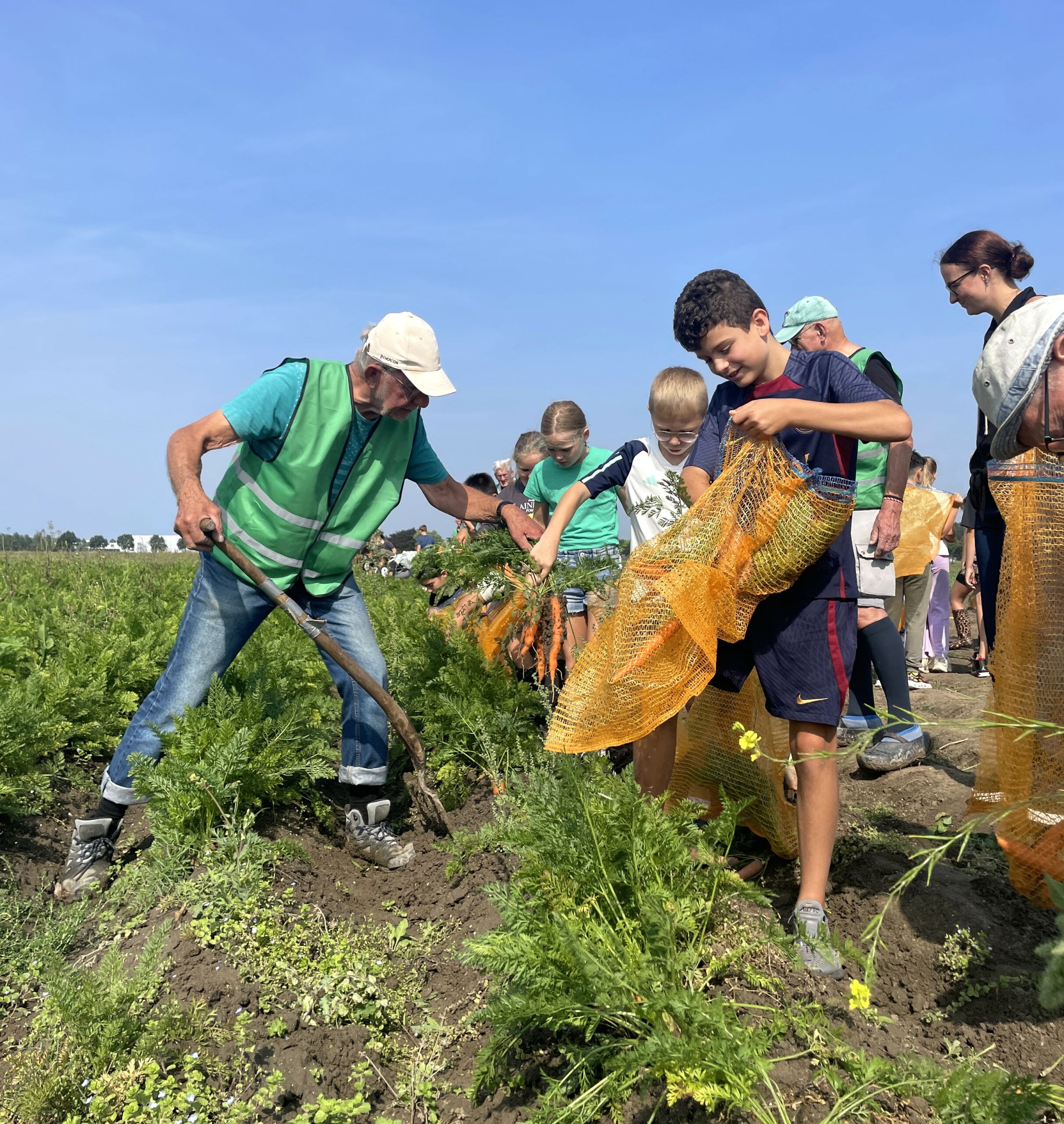Mensen oogsten wortels op een veld onder een heldere blauwe lucht.