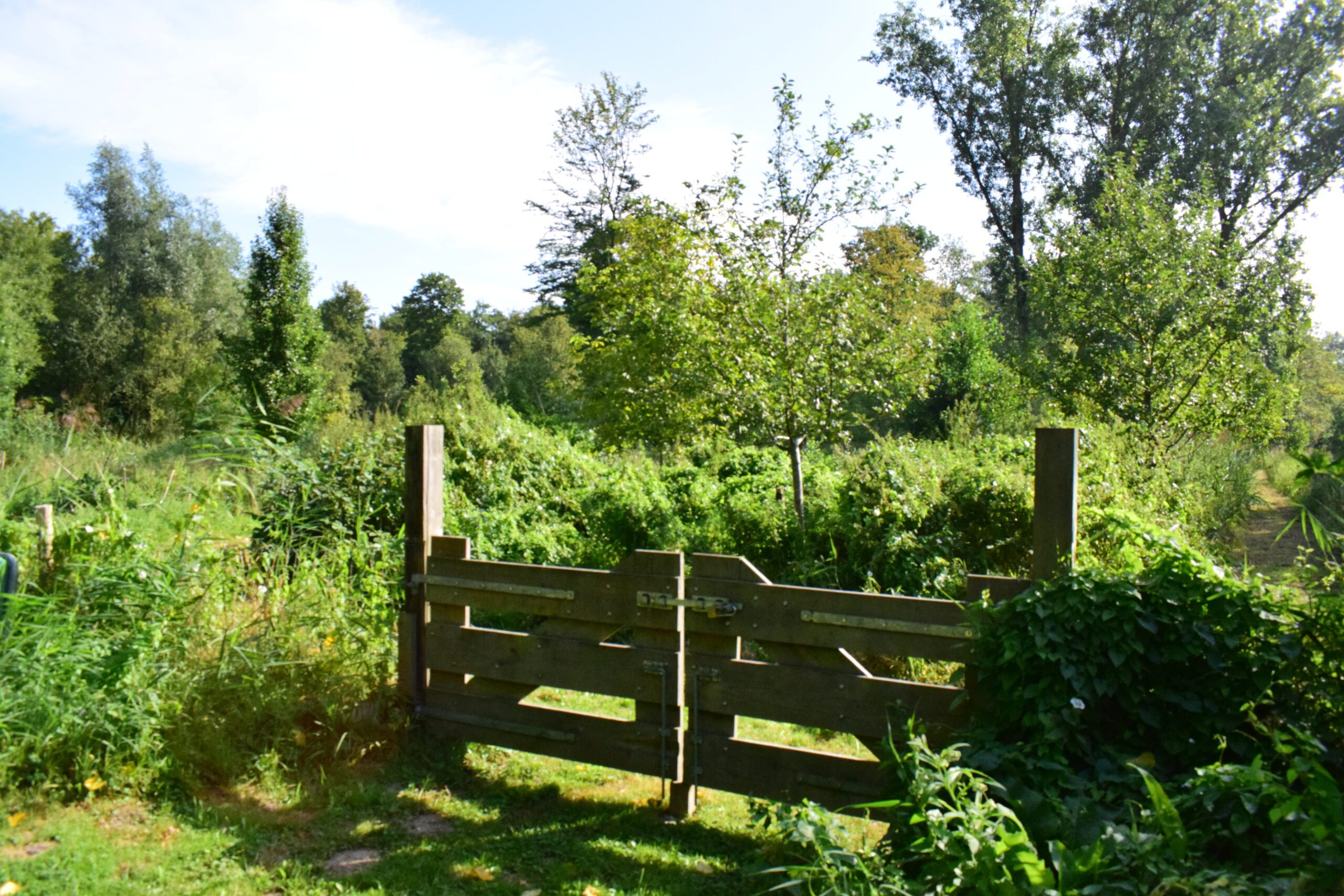 Houten hek in een groene, bosrijke omgeving bij zonnig weer.