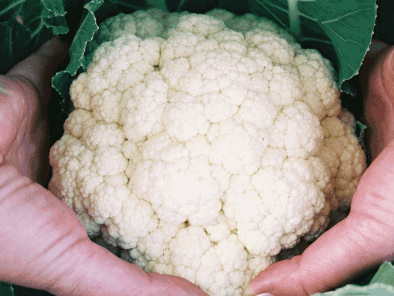 Handen houden een bloemkool omringd door groene bladeren vast.