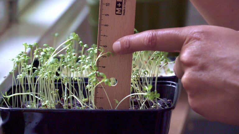 Hand meet de hoogte van kleine plantjes met een liniaal in een zwarte pot.