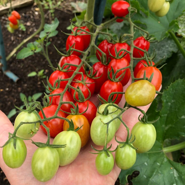 Hand houdt tros rijpe en onrijpe kerstomaten bij een plant vast.