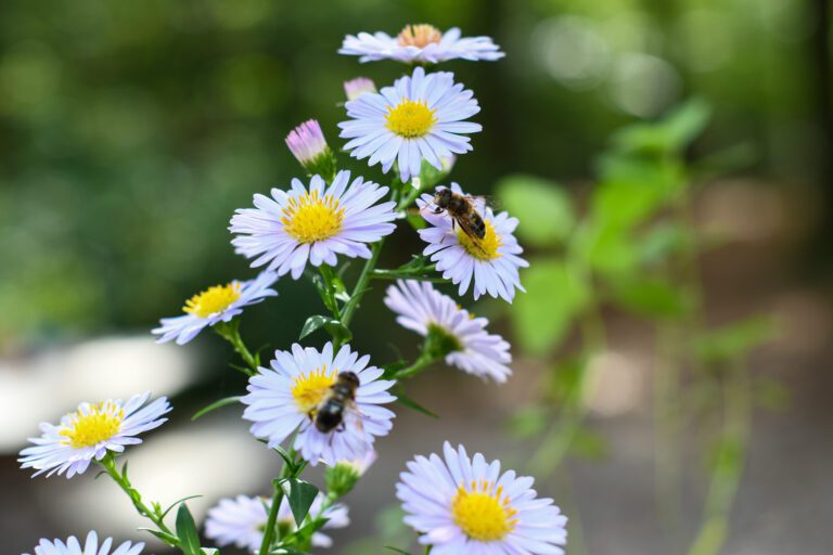 Paarse bloemen met gele harten, bezocht door bijen in een groene omgeving.
