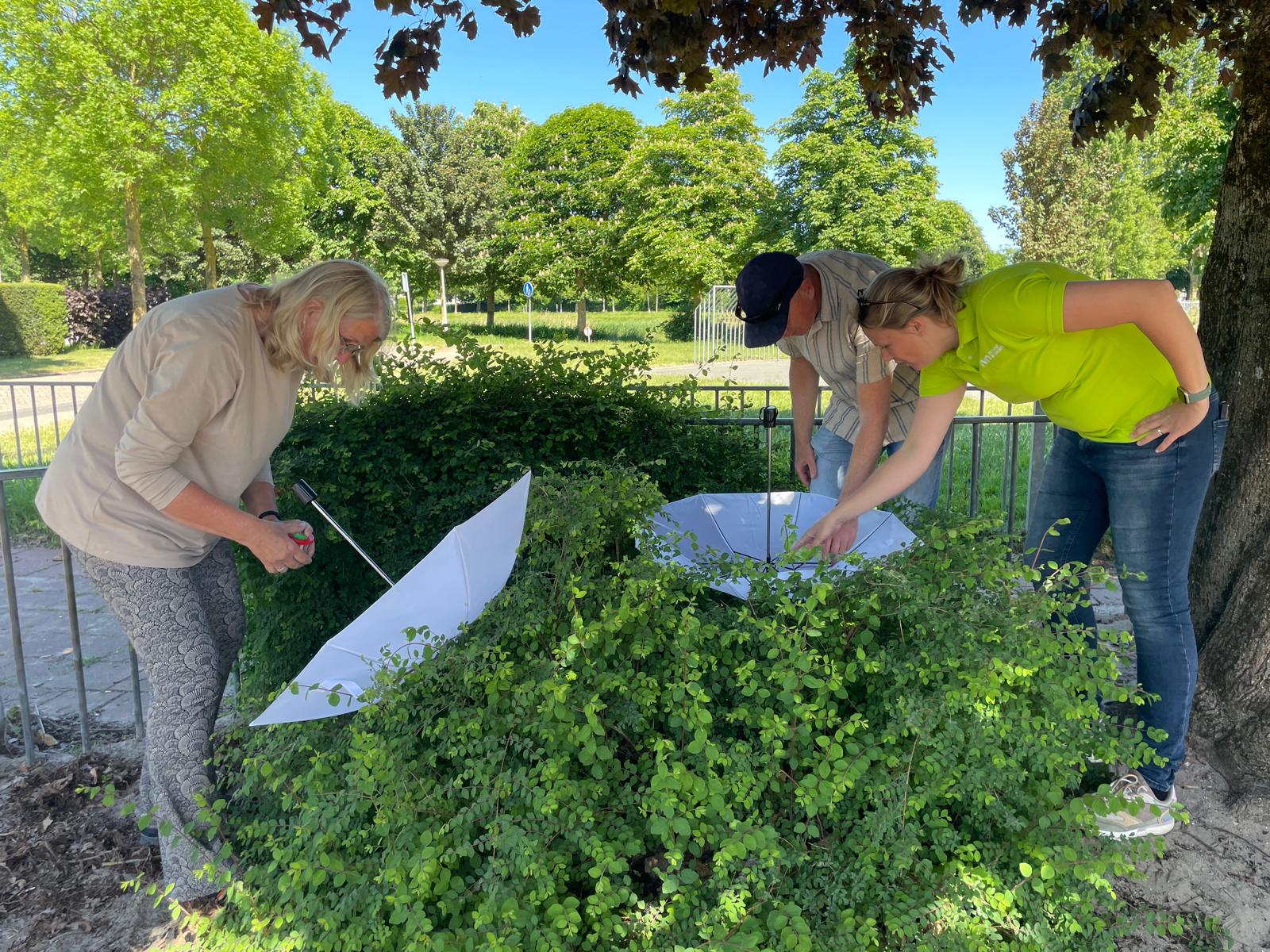 Drie mensen onderzoeken planten met witte paraplu's in een groene, parkachtige omgeving.