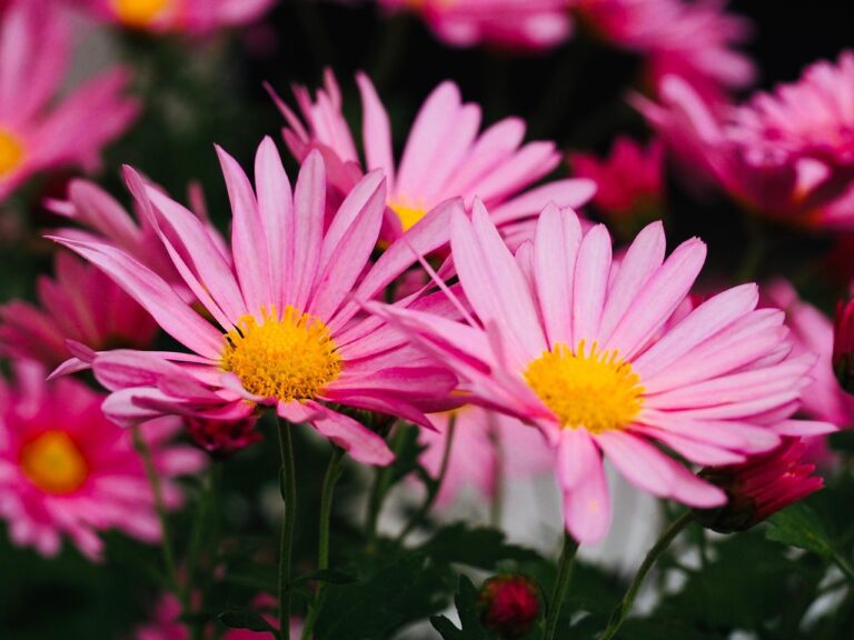 Roze bloemen met gele centra, omringd door groene bladeren.