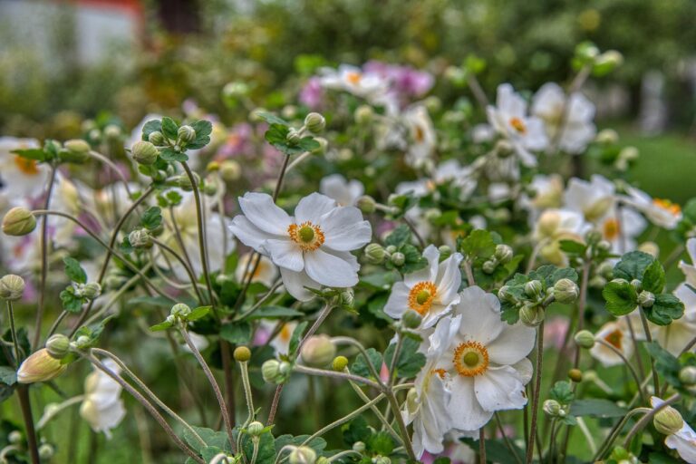 Witte bloemen met oranje centra in een groene tuinomgeving.