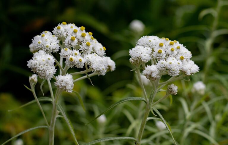 sommerschnee edelweis halfschaduwplant