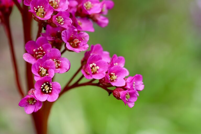 schoenlappersplant schaduwplant