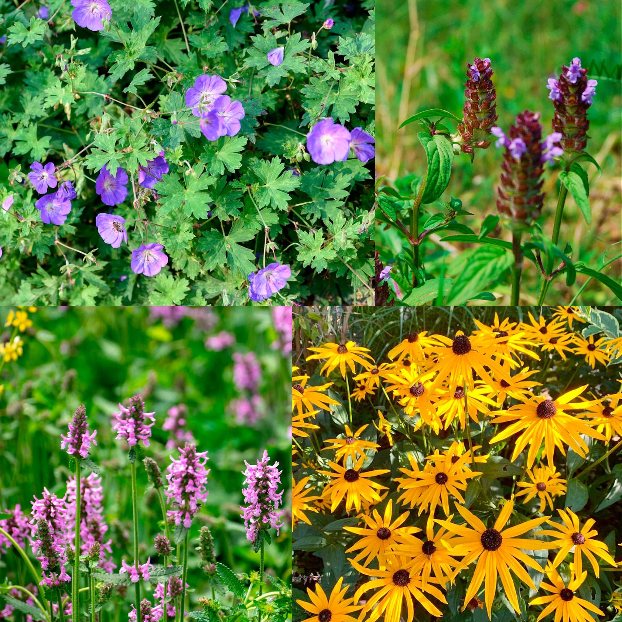 Vier bloemenfoto's: paarse geraniums, paarse toppen, roze bloemen, en gele rudbeckia.