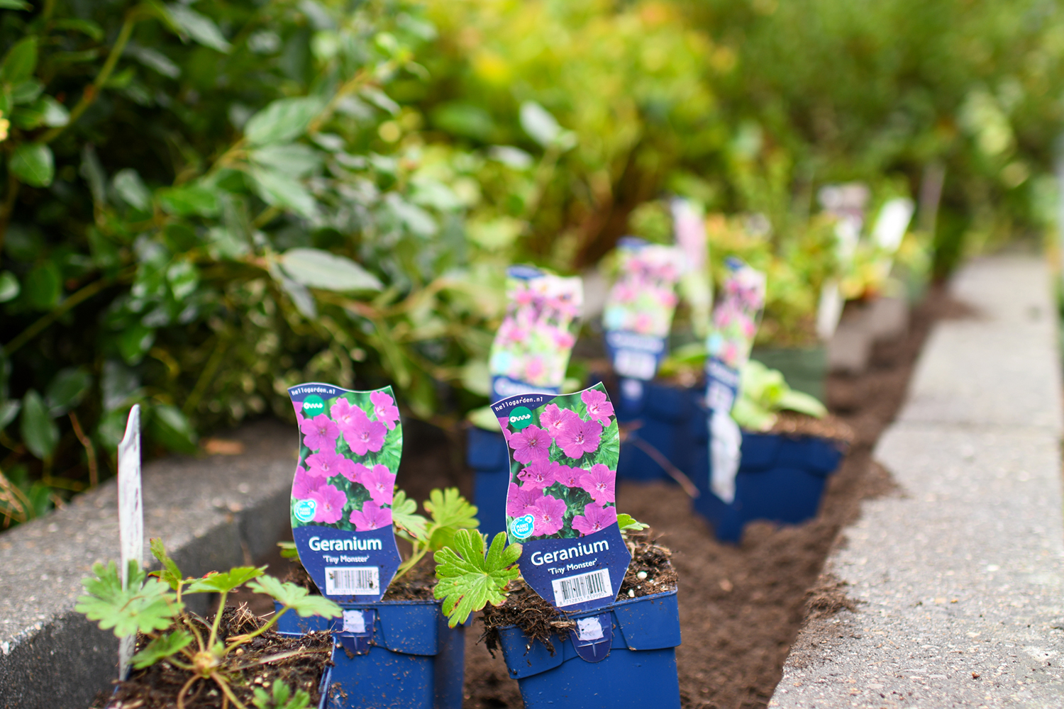 Rij potjes met geraniums in bloembed naast een stoep, labels zichtbaar.