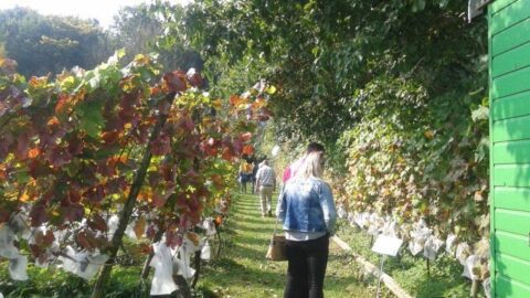 Mensen wandelen op een pad tussen wijnstokken met herfstbladeren in een zonovergoten wijngaard.