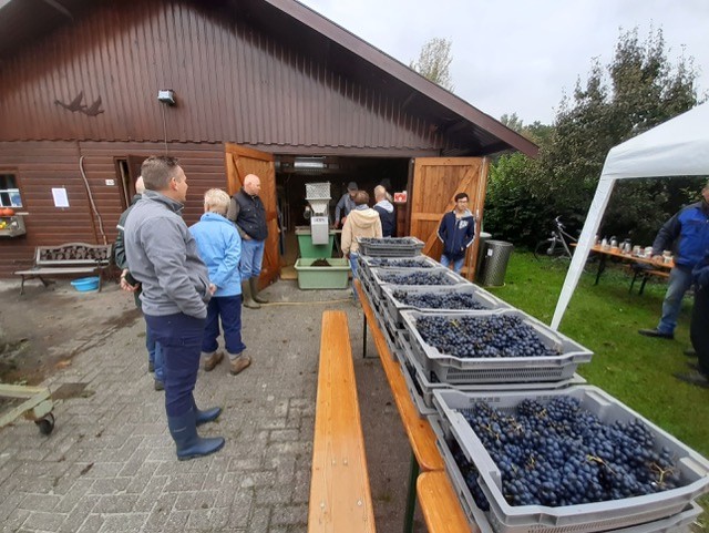 Een groep mensen bij een schuur met kratten vol druiven voor wijnproductie.