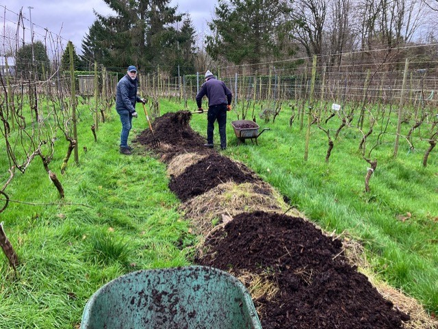 Twee mensen verspreiden compost in een wijngaard tussen wijnstokken met een kruiwagen op de achtergrond.