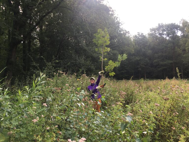 Persoon met snoeischaar in een bosrijk veld, omringd door hoge planten.