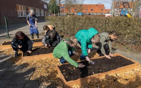 Personen planten zaadjes in verhoogde tuinbedden op een zonnige dag bij een schoolgebouw.
