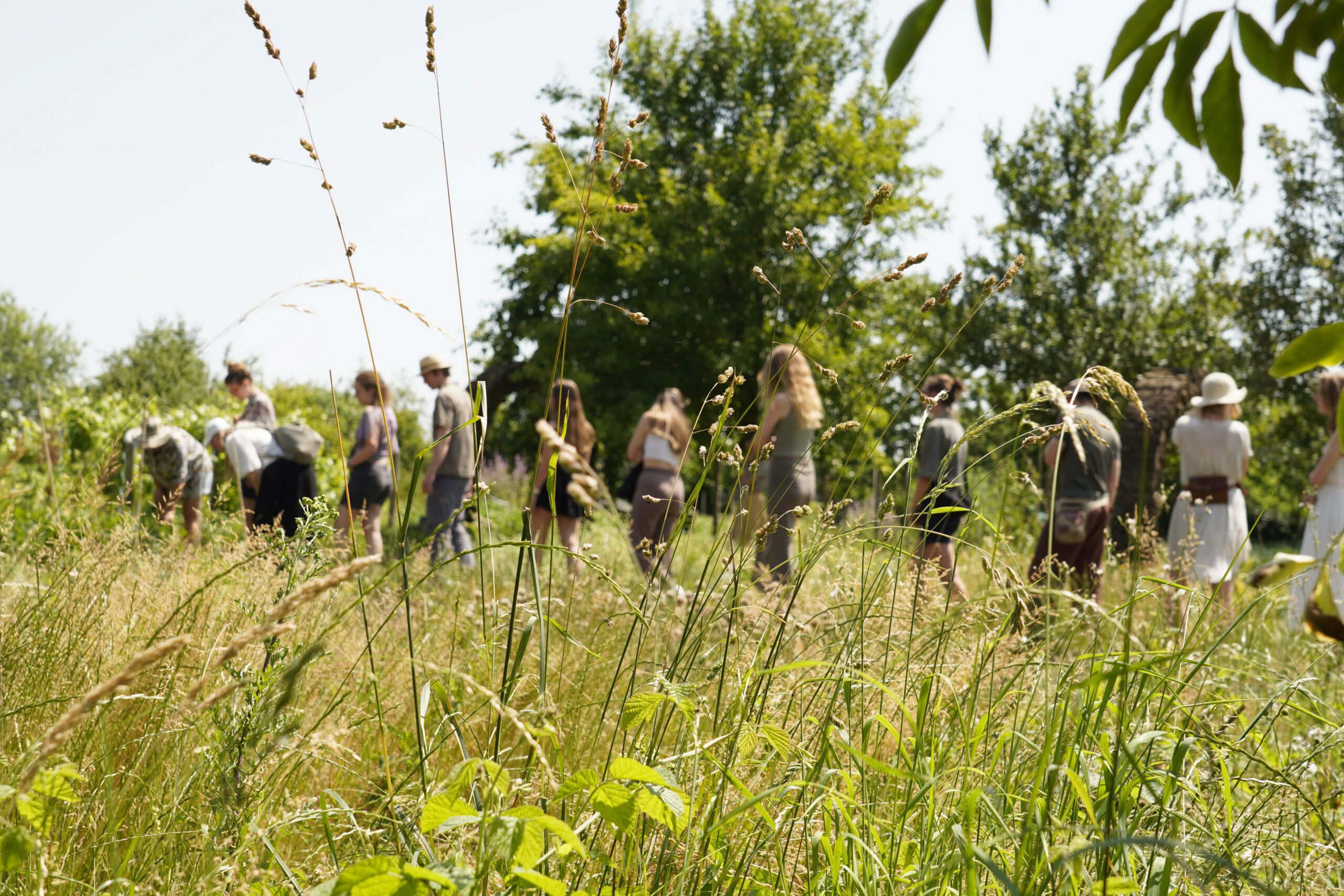Groep mensen wandelt door een groene, grasrijke omgeving onder een zonnige blauwe lucht.