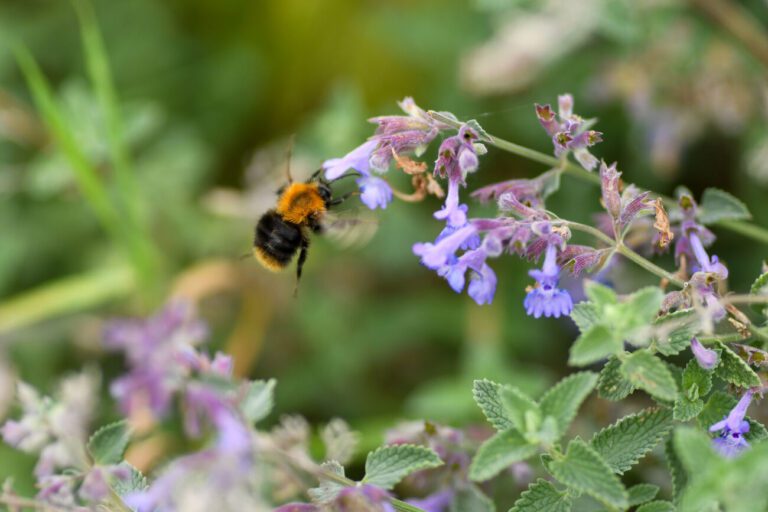 Hommel bestuift paarse bloemen tussen groene bladeren.