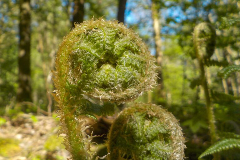 Close-up van opgerolde varenbladeren in een bosrijke omgeving.