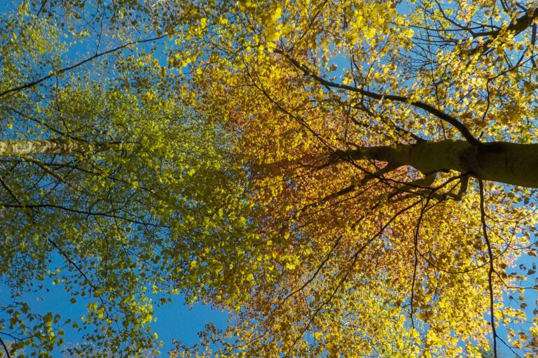 Bomen met herfstbladeren tegen een blauwe lucht.