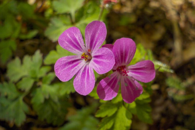 Twee paarse bloemetjes met vijf blaadjes, omgeven door groene bladeren.
